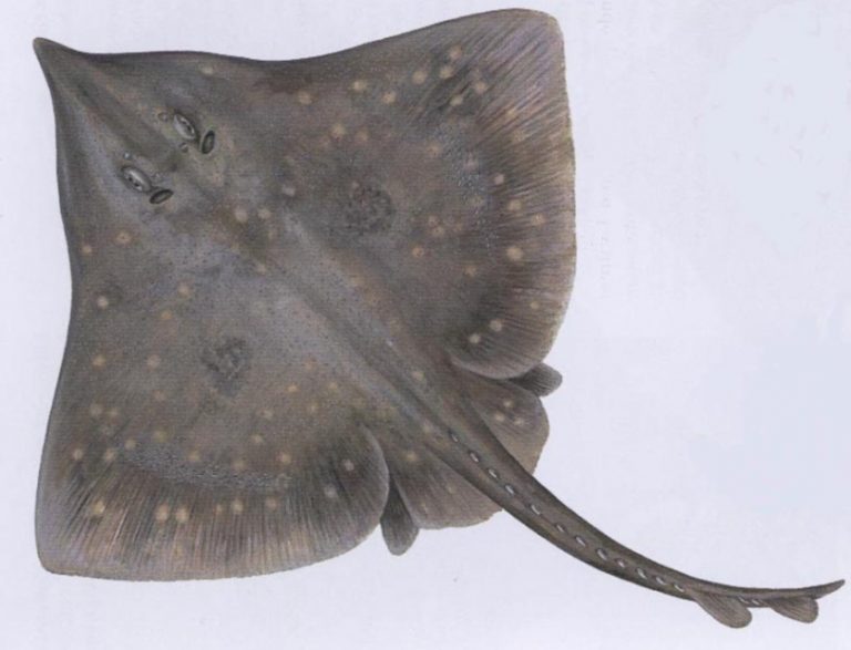 Scandinavian Ray