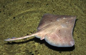 Scandinavian Ray