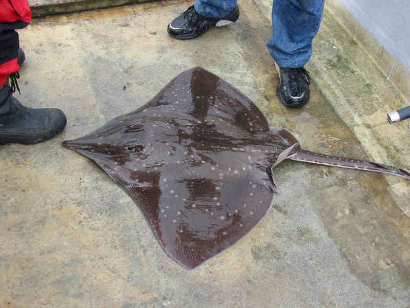 Scandinavian Ray