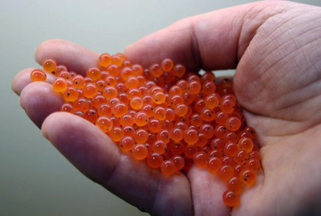 Scandinavian Fish Roe