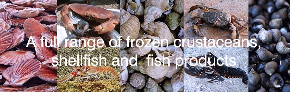 Scandinavian Shellfish & Molluscs