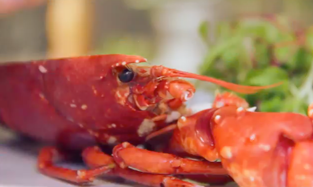 Scandinavian Shellfish & Molluscs