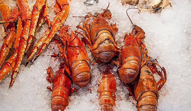 Scandinavian Shellfish & Molluscs