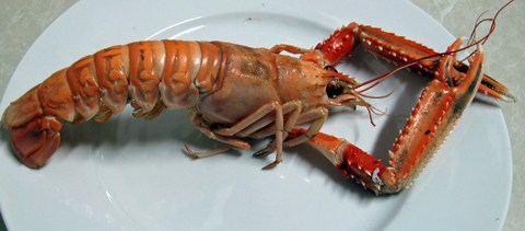Norway lobster
