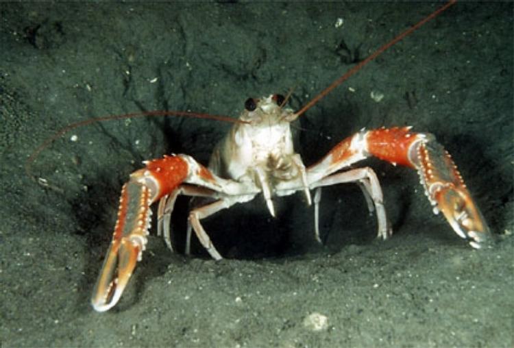 Norway lobster