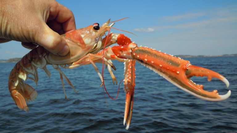 Norway Lobster