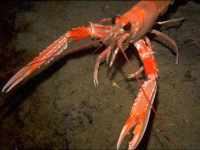 Norway lobster