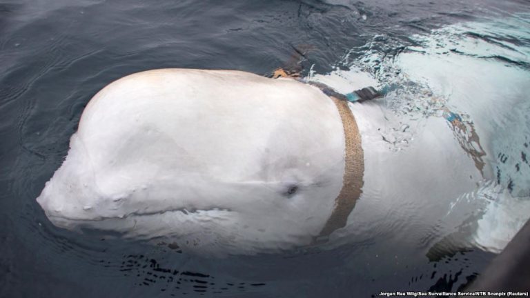 Russian ‘Spy’ Whale on Mission in Norway?
