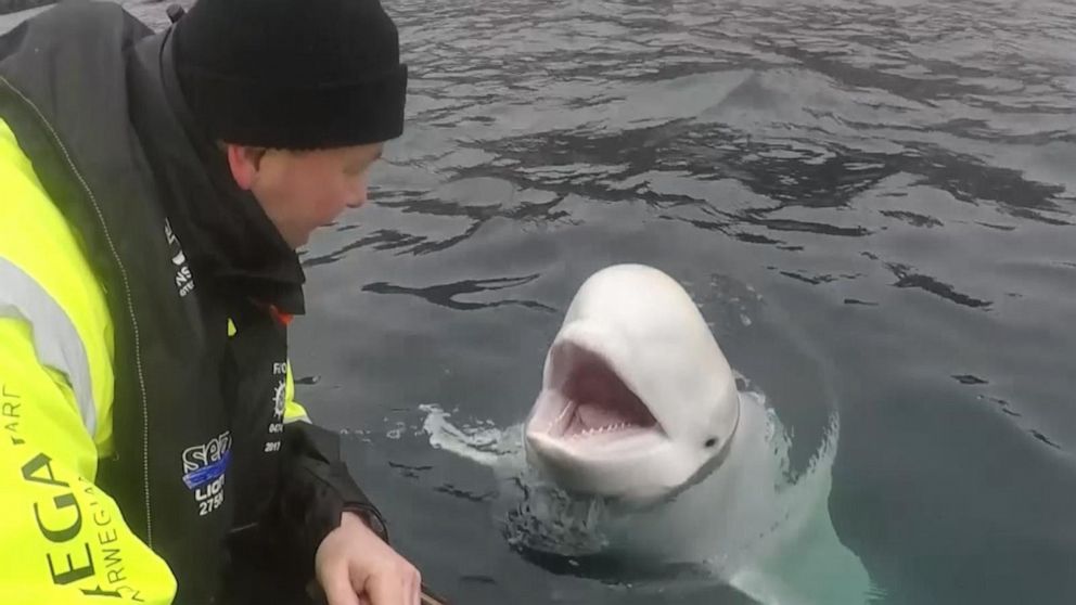 Russian ‘Spy’ Whale on Mission in Norway?
