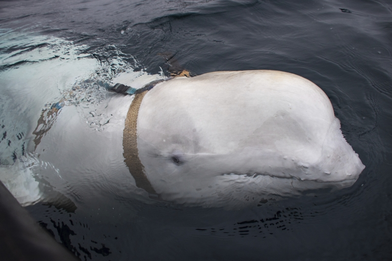 Russian ‘Spy’ Whale on Mission in Norway?
