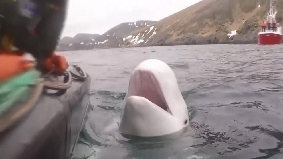 Russian ‘Spy’ Whale on Mission in Norway?