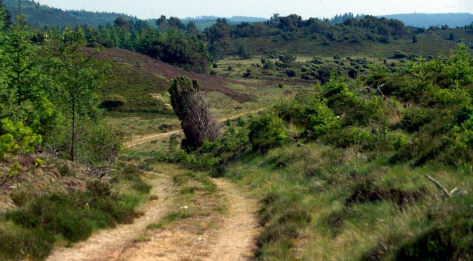 On Foot or by Bike on the Oxen Trail in Denmark