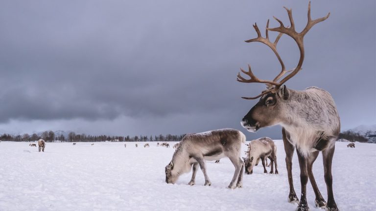 Climate Change Threatening Arctic Reindeer