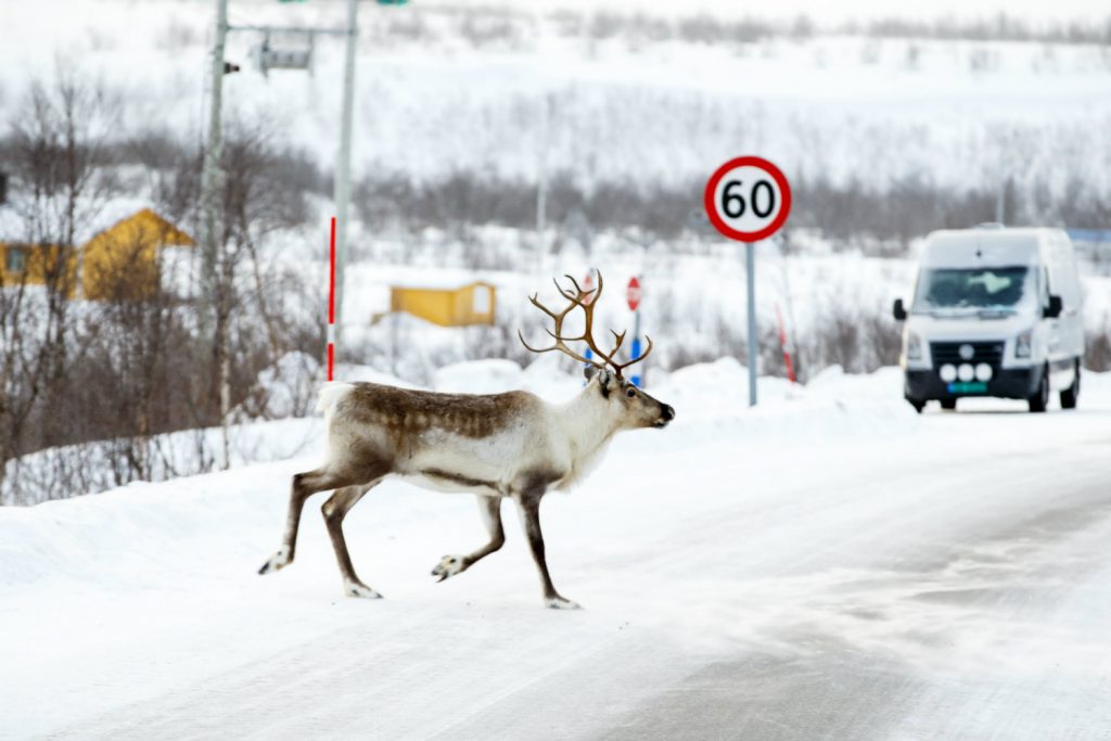 Climate Change Threatening Arctic Reindeer