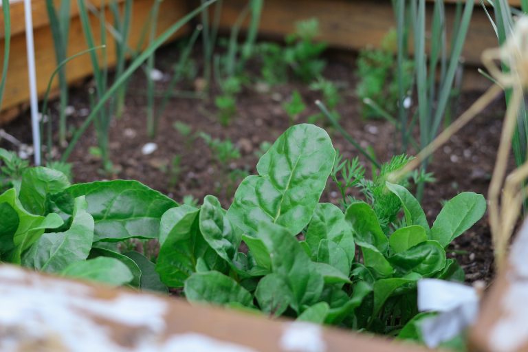 Scandinavian Vegetables