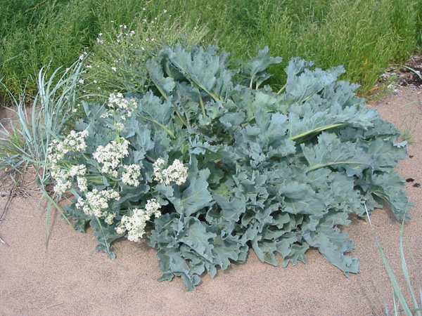 Scandinavian Cabbage & Kale