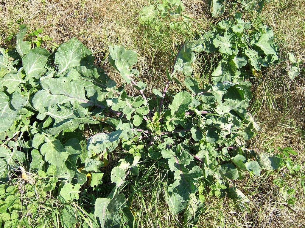 Scandinavian Cabbage & Kale