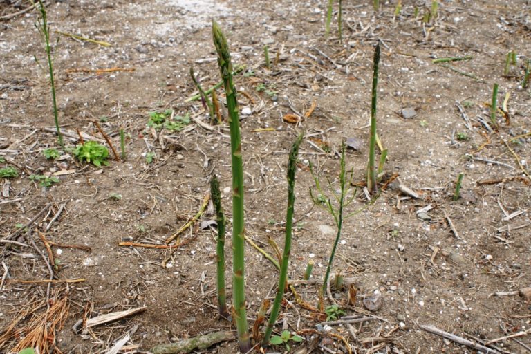 Scandinavian Asparagus