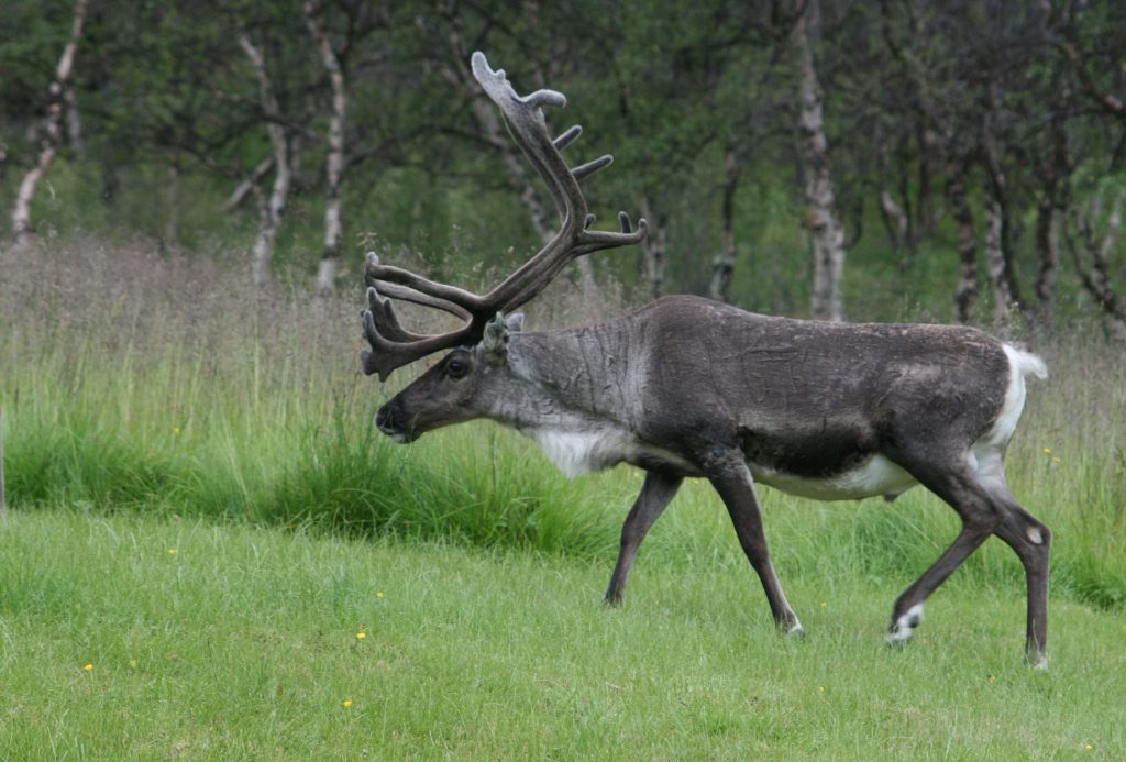 20 Interesting Facts about Norway