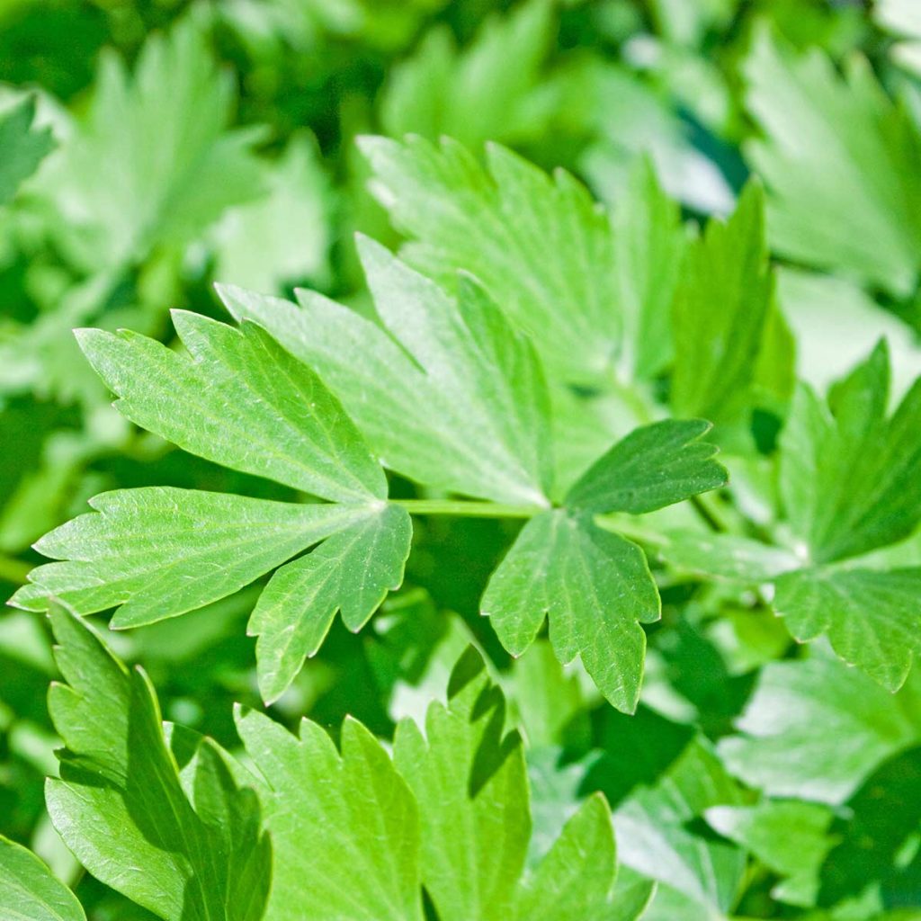 Scandinavian lovage