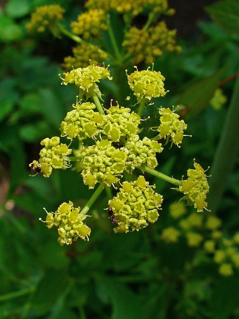 Scandinavian Lovage