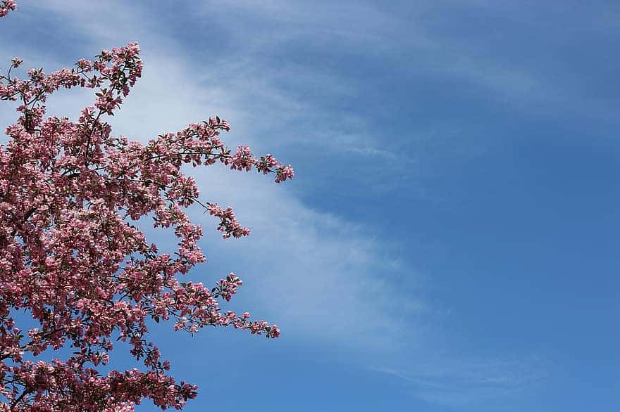 Scandinavian Crab Apple