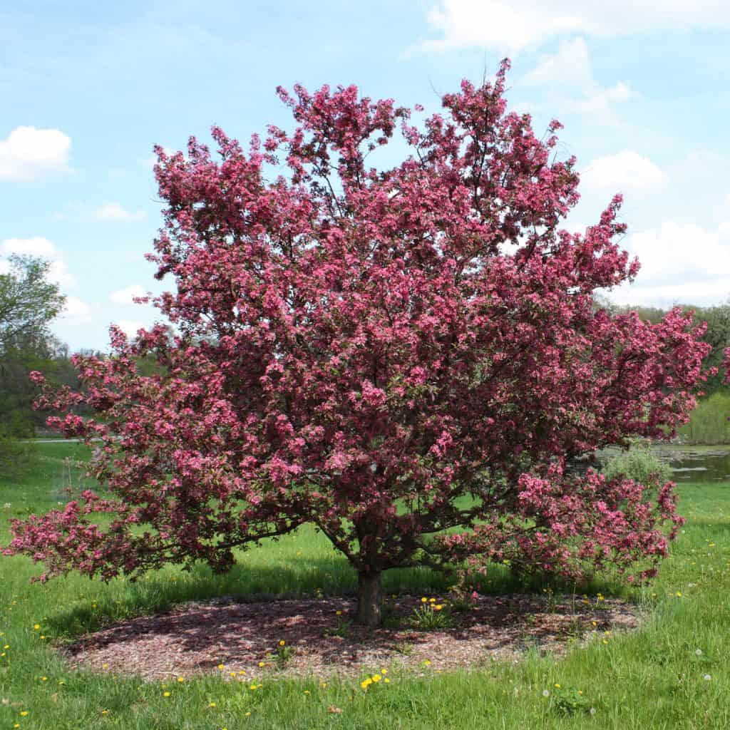 Scandinavian Crab Apple