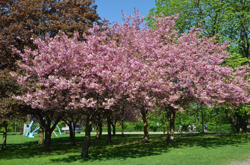 Scandinavian cherries