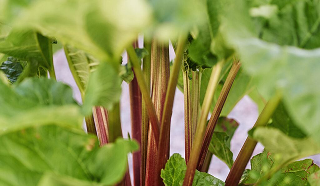 Scandinavian Rhubarb