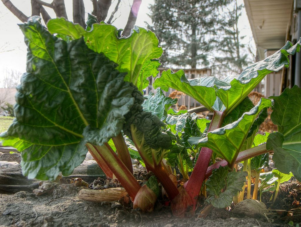 Scandinavian Rhubarb