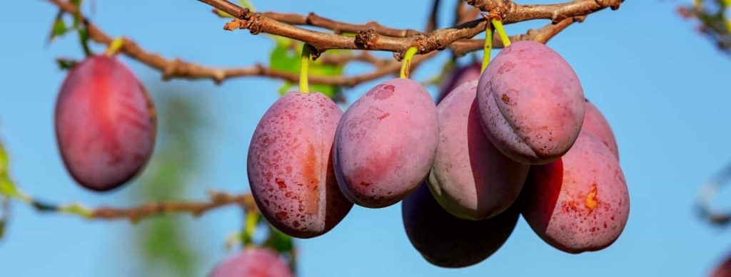 Scandinavian Plum