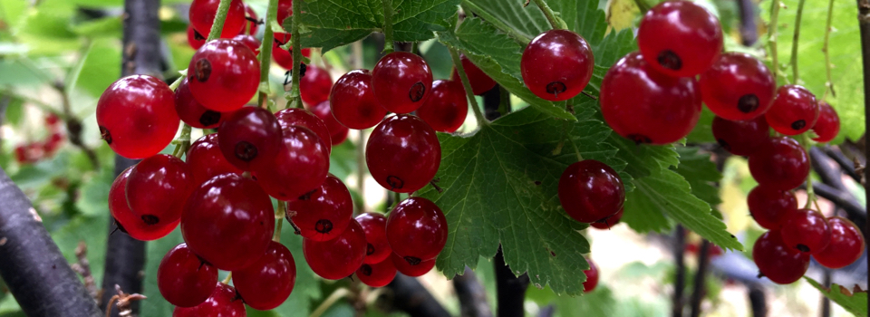 Scandinavian berries