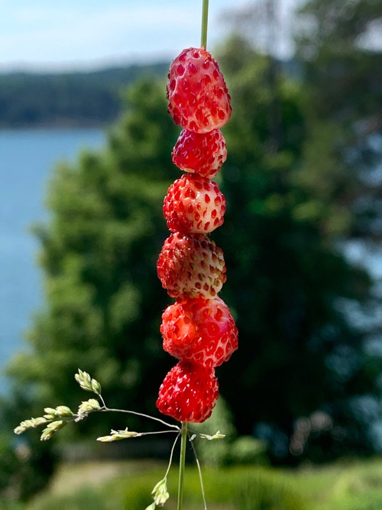 Scandinavians and Strawberries