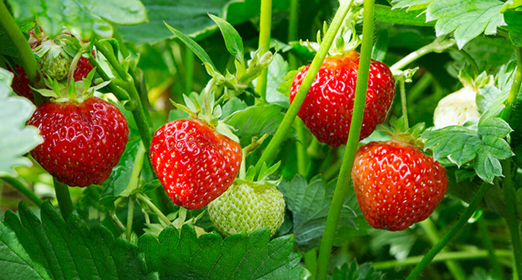 Scandinavians and Strawberries