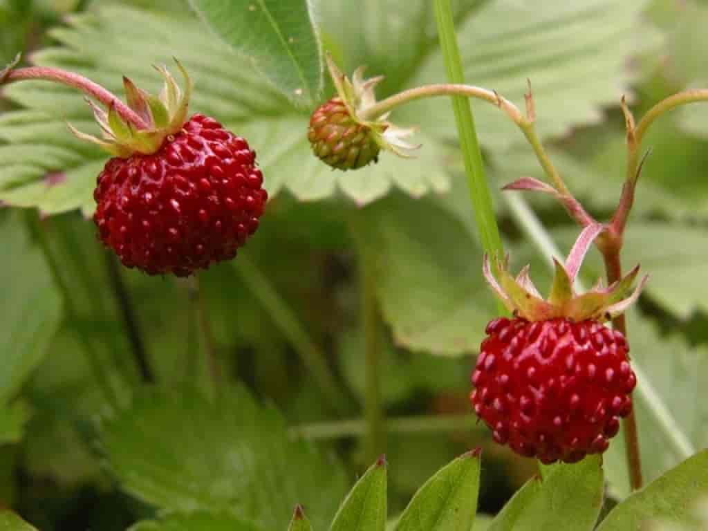 Scandinavians and Strawberries