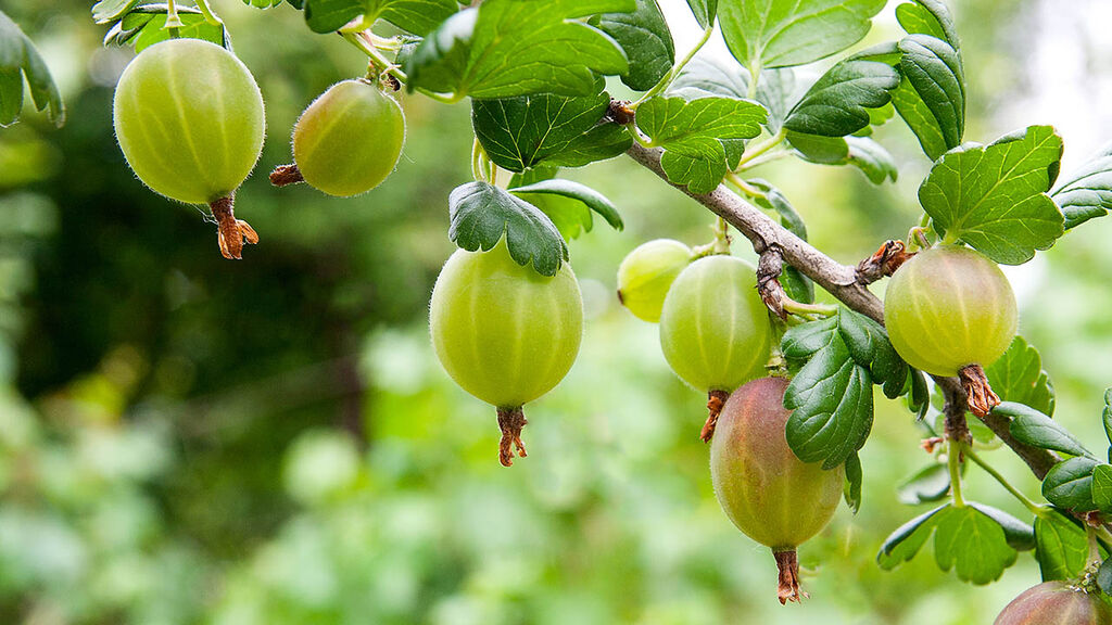 Scandinavian gooseberries