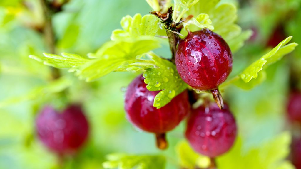 Scandinavian gooseberries