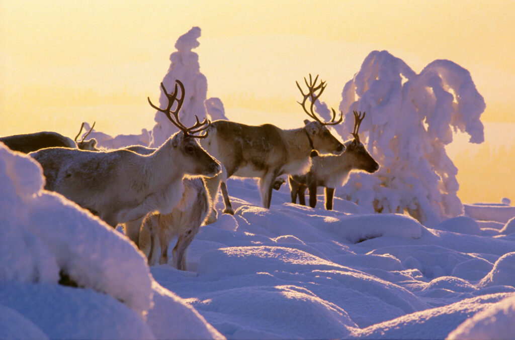 Magical Finnish Lapland